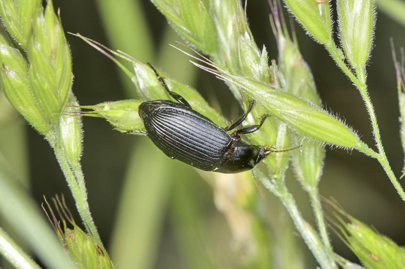 Carabidae: Harpalus sp? S, Harpalus serripes